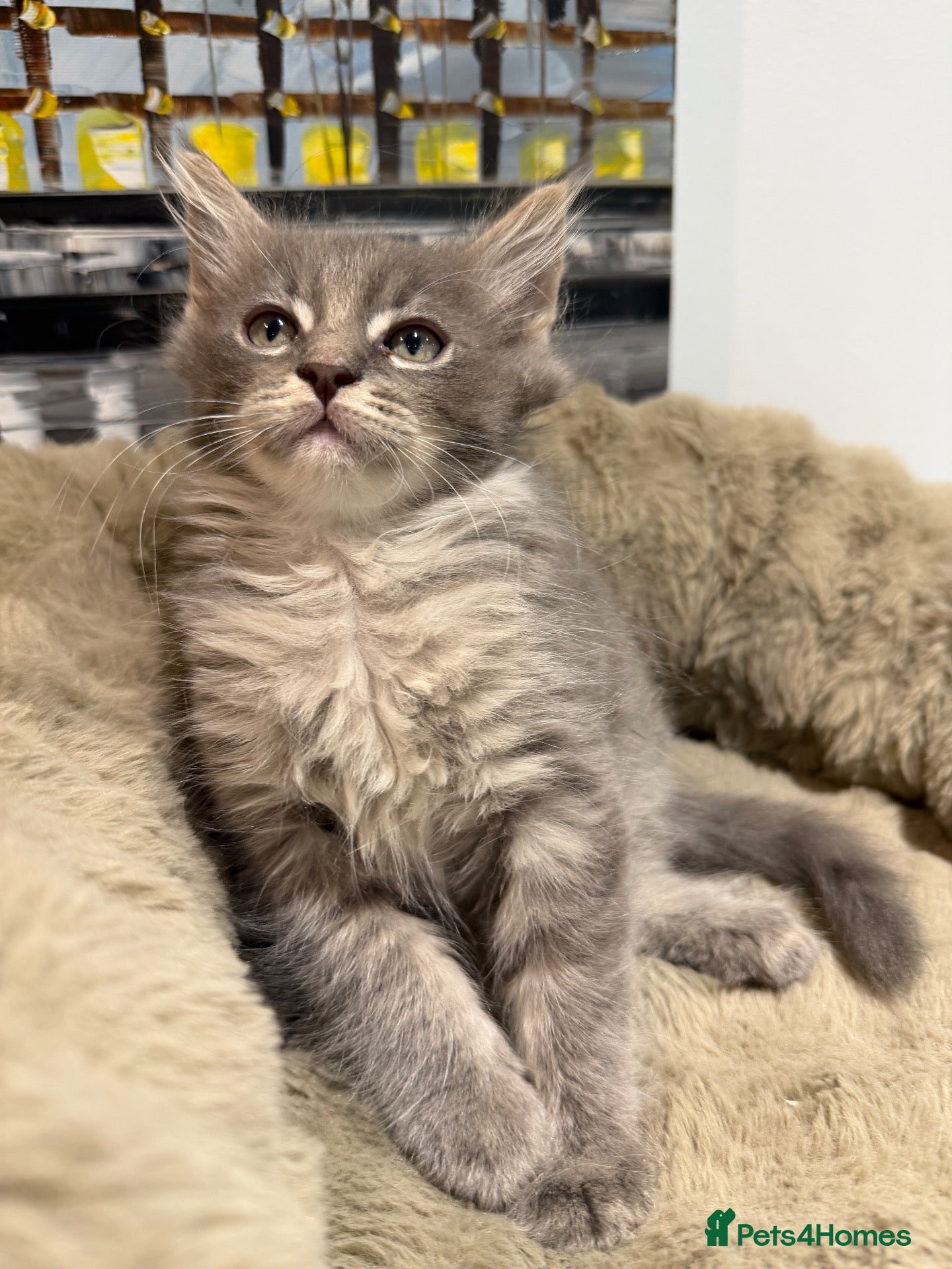 Maine Coon cats Ready now  Maine Coon x Ragdoll Kittens  - Advert 1