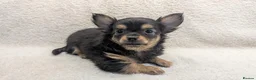 Chihuahua dogs for sale: KC Reg Long Coat Chihuahua Puppies, 1 Girl 1 Boy - Advert 8
