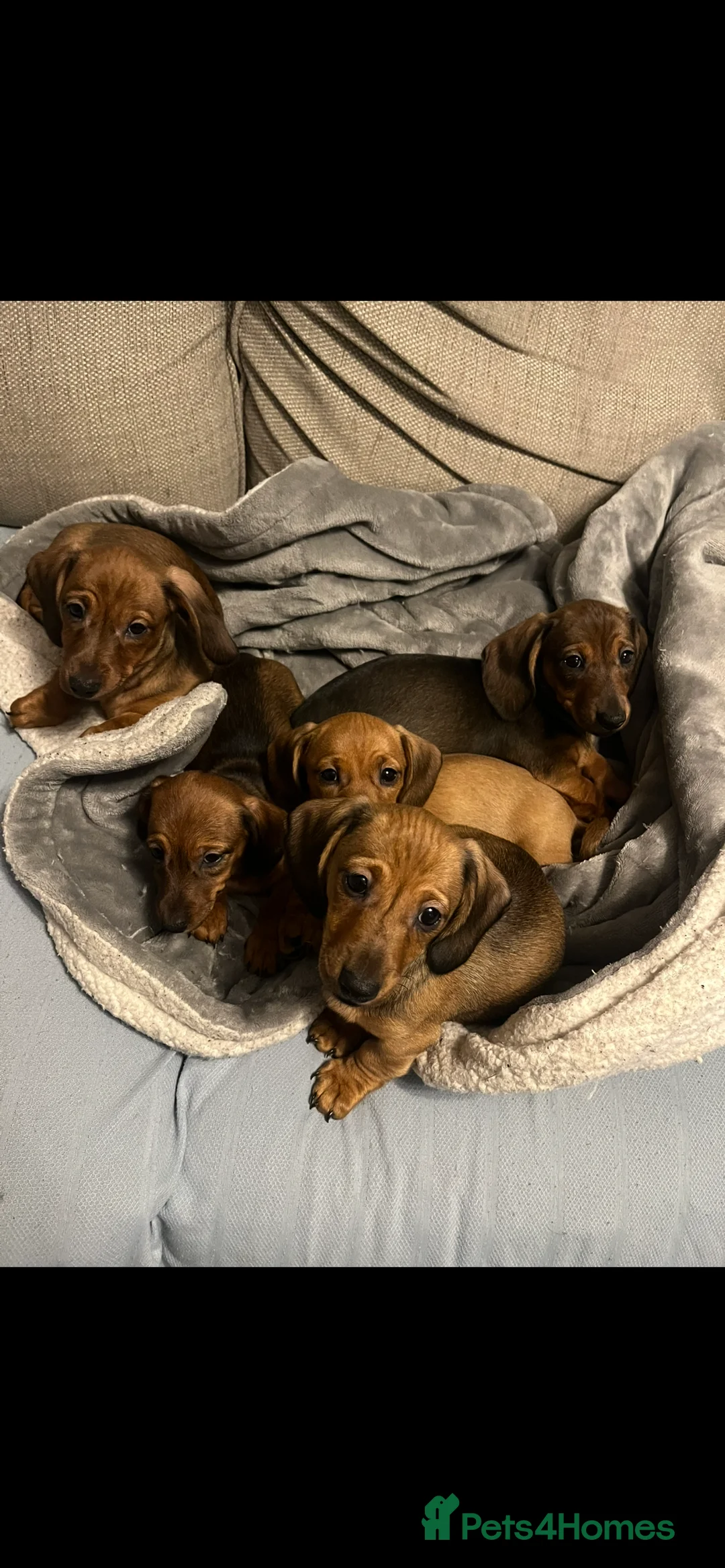 Dachshund dogs for sale: Red dachshund puppies  - Advert 23