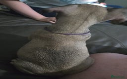 French Bulldog dogs for sale: Frenchie puppies - Image 4