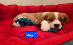 Cavalier King Charles Spaniel dogs for sale: Beautiful Cavalier King Charles Puppies - Image 6