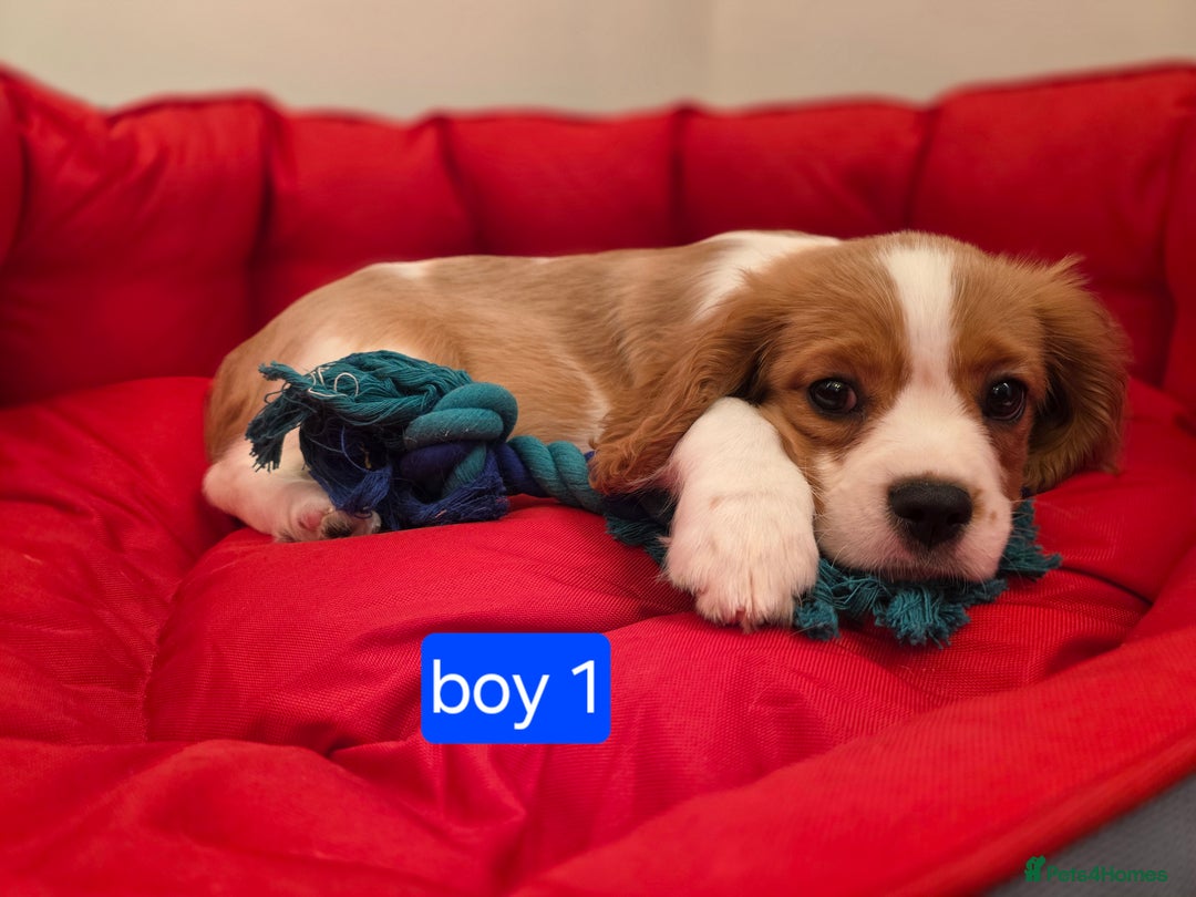Cavalier King Charles Spaniel dogs for sale: Beautiful Cavalier King Charles Puppies - Image 6