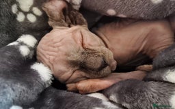 Sphynx cats for sale: Elf Sphynx Girl  - Image 4