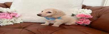 Miniature Dachshund 1