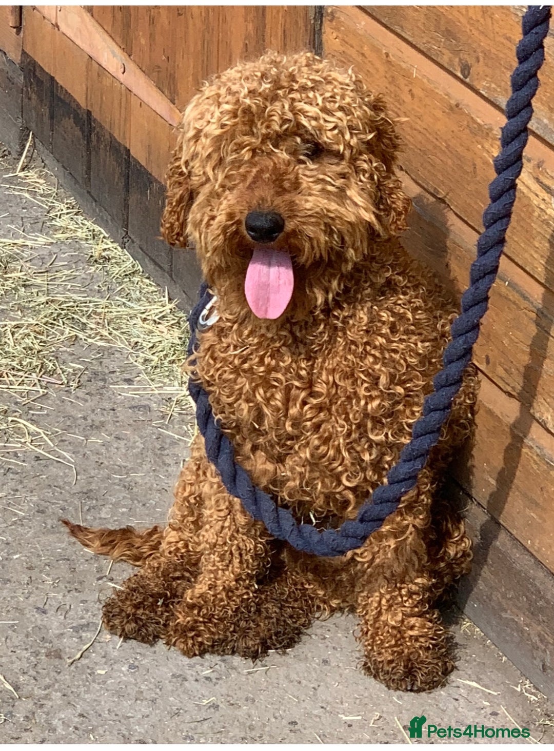 Miniature Poodle dogs for stud: Teddy boy kc registered poodle  in Carlisle - Advert 2