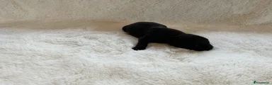 Labrador Retriever 2