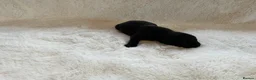 Labrador Retriever dogs for sale: DNA tested KC reg Labrador puppies - Advert 29