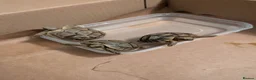 Tortoise reptiles for sale: 🐢 Baby Spur Thighed Tortoise 🐢 - Advert 5