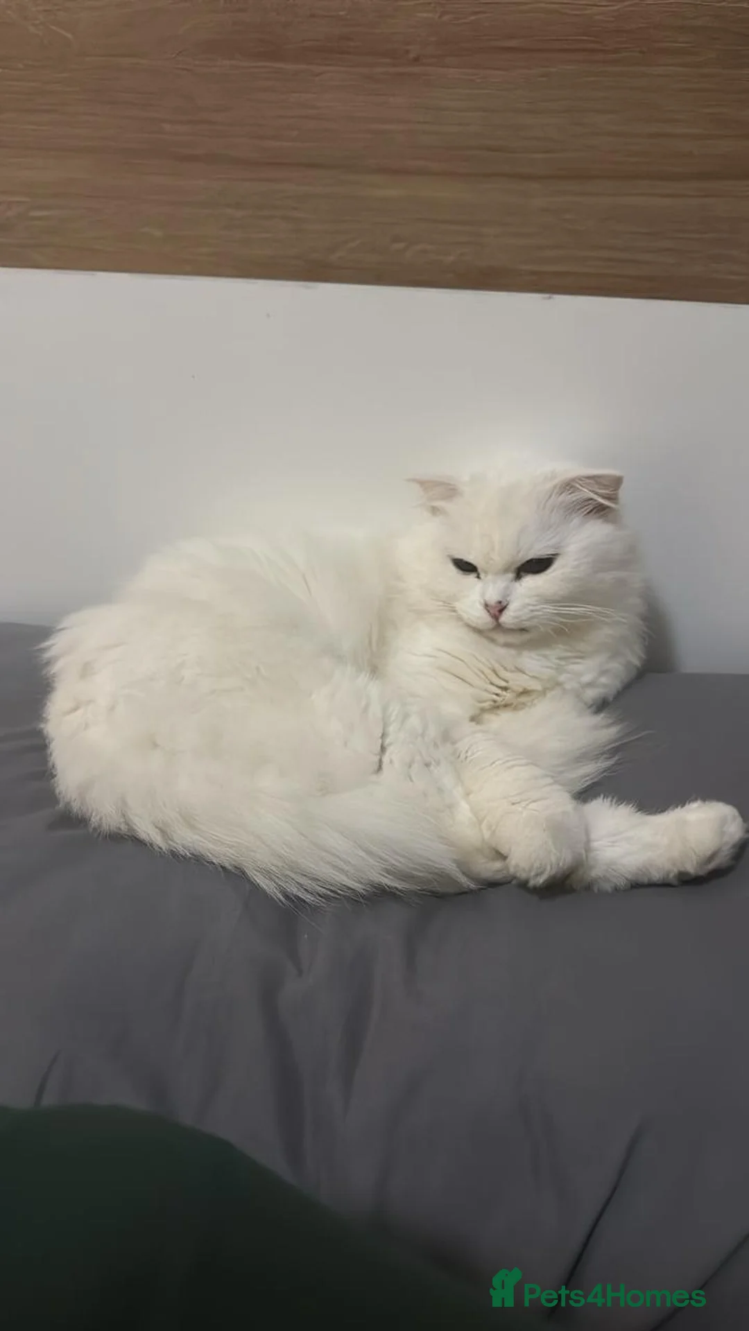 Mixed Breed cats for adoption: MYKO- MIX PERSIAN INDOOR HEALTHY NEUTERED BOY CALM - Advert 3