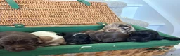 Cocker Spaniel dogs for sale: Cocker spaniel puppies  - Advert 13