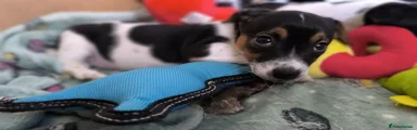 Jack Russell Puppy 2
