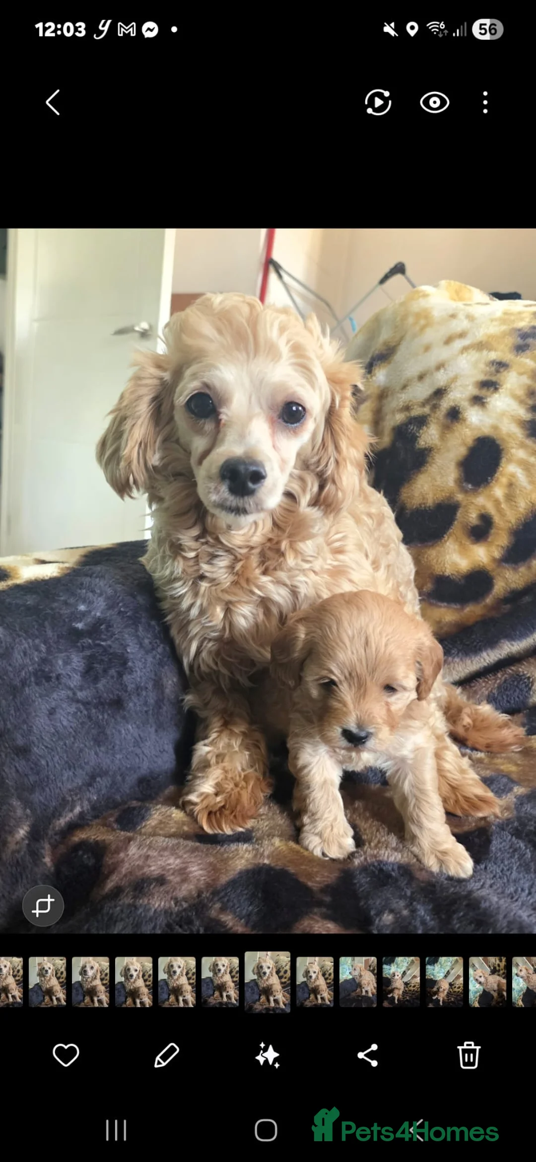 Maltipoo dogs for sale: Adorable Maltipoo puppy boy for Sale . - Advert 2