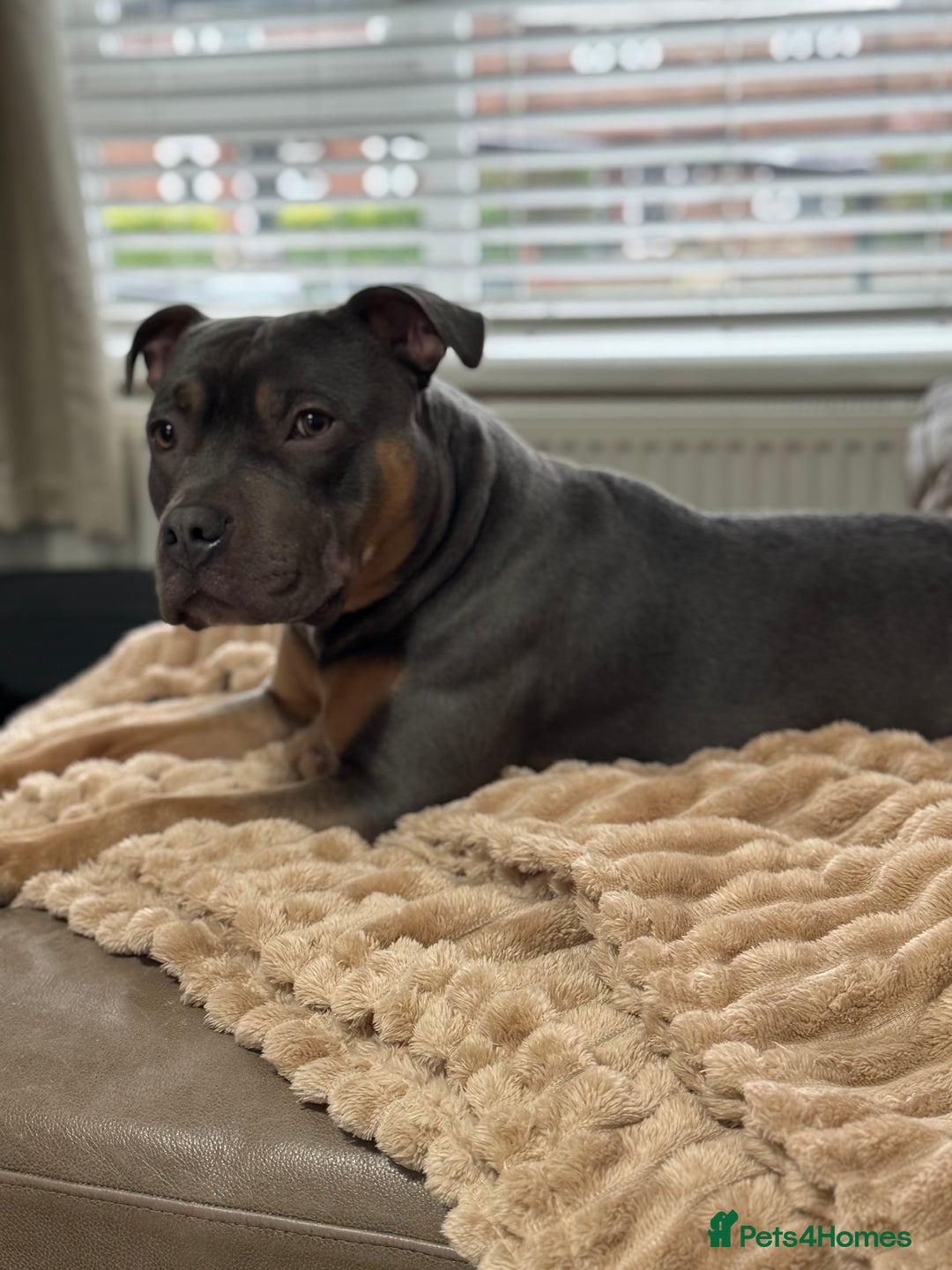 Staffordshire Bull Terrier dogs for stud: Bear the Tri-Colour Staffy - Advert 8