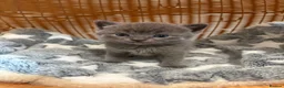British Longhair cats for sale: Gorgeous Scottish Fold & Straight Kittens - Advert 5