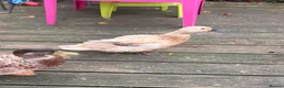 Ducks poultry for sale: Welsh Harlequin ducks bonded pair  - Advert 2