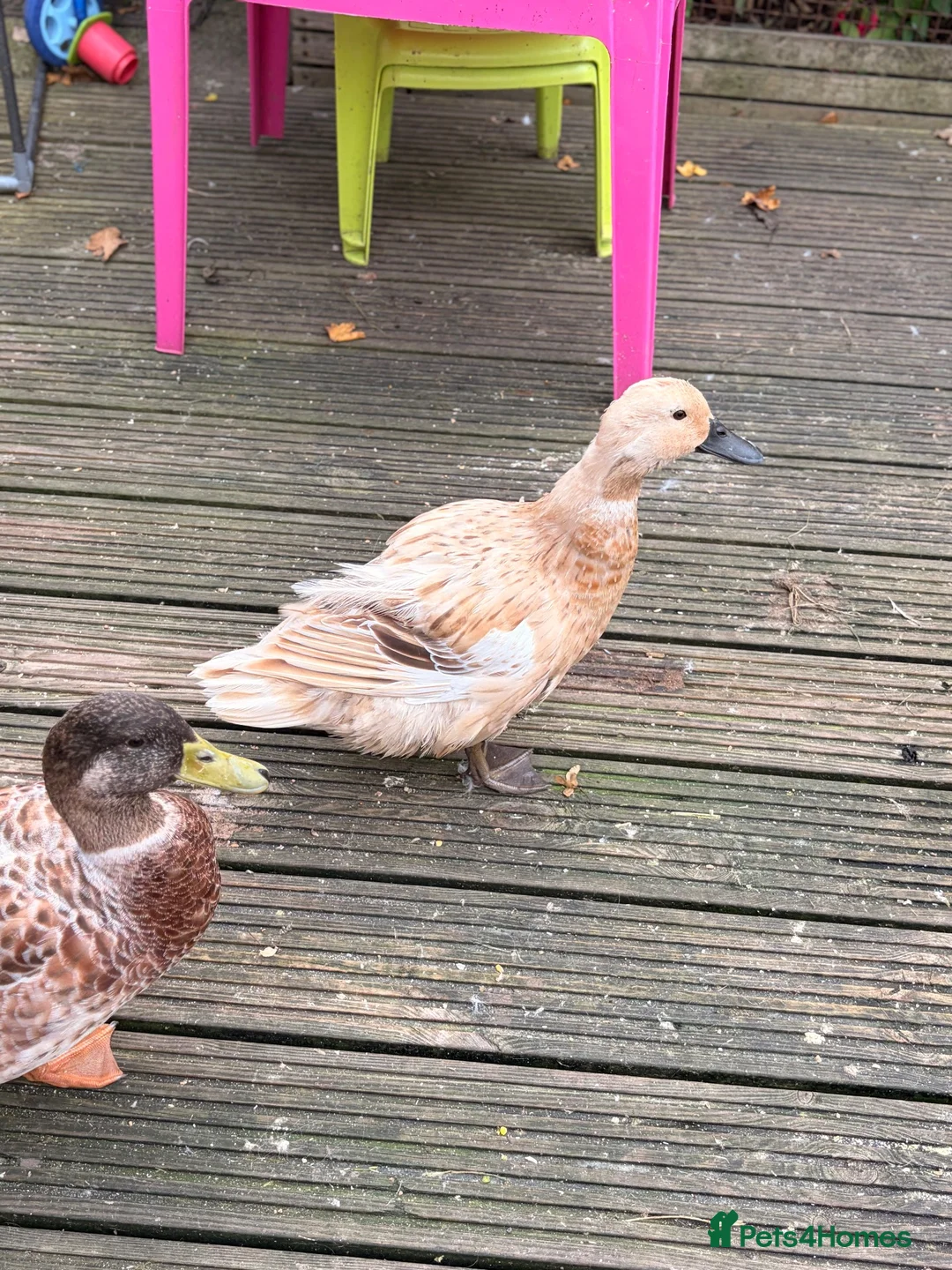 Ducks poultry for sale: Welsh Harlequin ducks bonded pair  - Advert 2