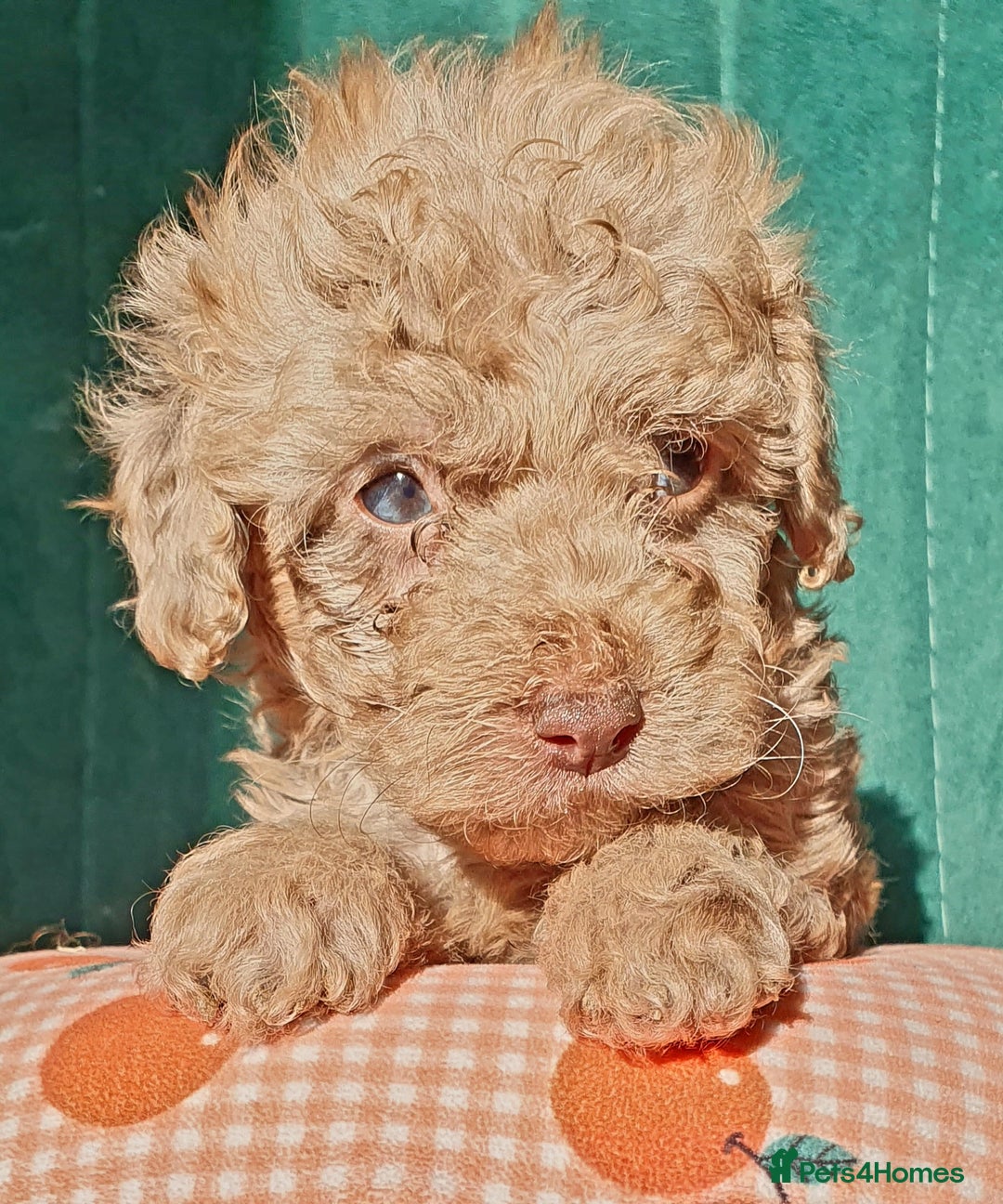 Miniature Poodle dogs for sale: Miniature poodle  - Advert 19