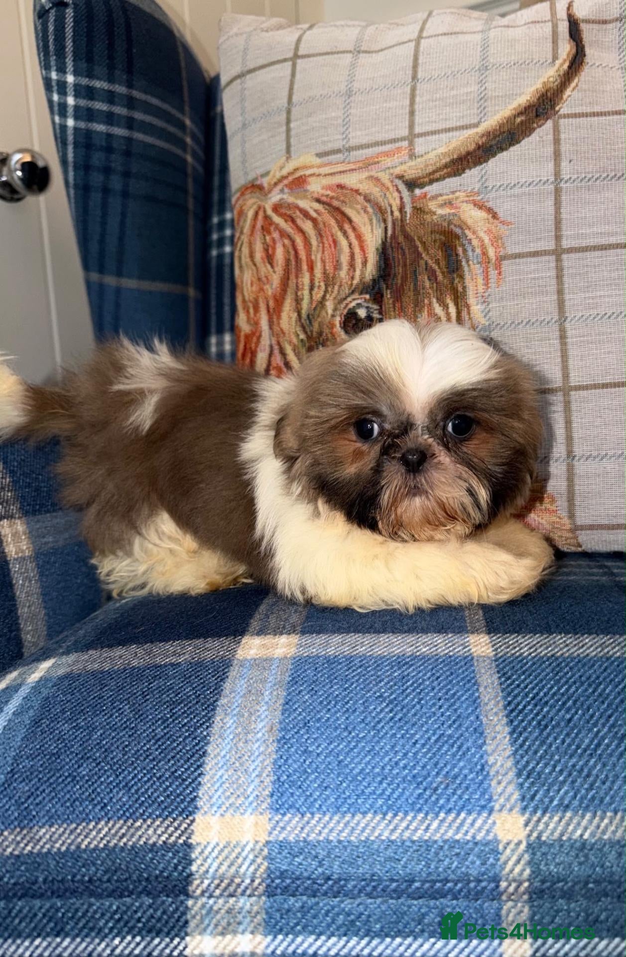 Shih Tzu dogs for sale: One Blue & White Parti Girl left  - Advert 1
