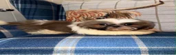 Shih Tzu dogs for sale: 🩷🩷One Blue & White Parti Girl 🩷🩷 - Advert 1