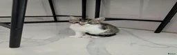 Mixed Breed cats for sale: Kittens for Sale - Advert 6
