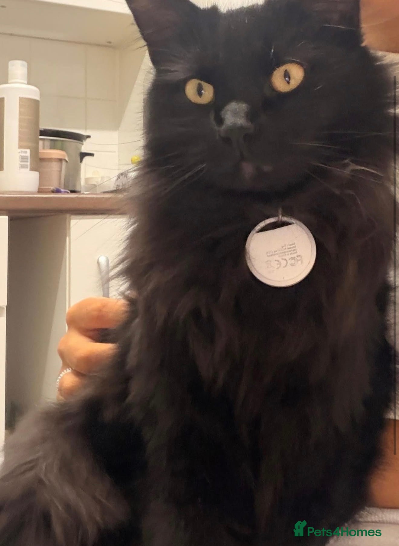 Mixed Breed cats for sale: adorable fluffy black cat  - Advert 2