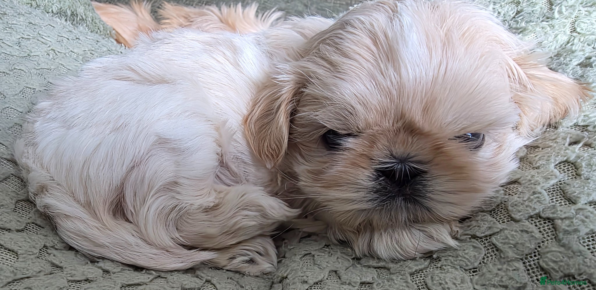 Shih Tzu dogs Blue wrapped in cream imperial shih tzu  - Advert 2