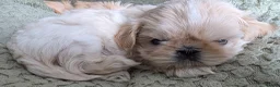Shih Tzu dogs for sale: Ready to leave imperial shih tzu  - Advert 2
