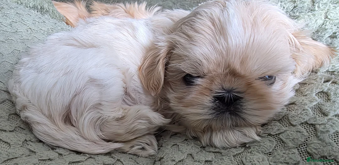 Shih Tzu dogs for sale: Ready to leave imperial shih tzu  - Advert 2