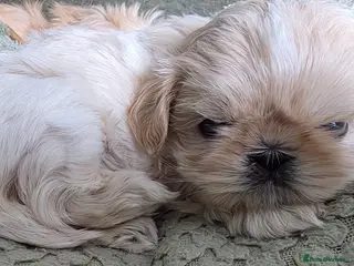 Shih Tzu dogs Blue wrapped in cream imperial shih tzu - Advert 2