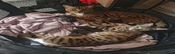 Bengal cats for sale: Adorable Bengal Mix Kittens  in Newmarket - Advert 19