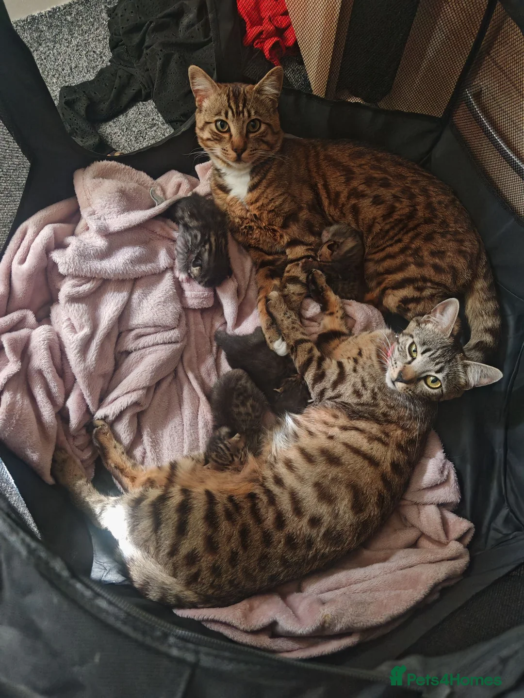 Bengal cats for sale: Adorable Bengal Mix Kittens  in Newmarket - Advert 19