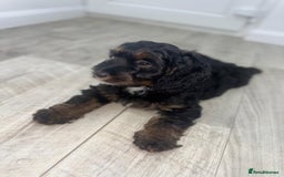 Cockapoo dogs for sale: Beautiful Cockapoo Puppies  - Image 11