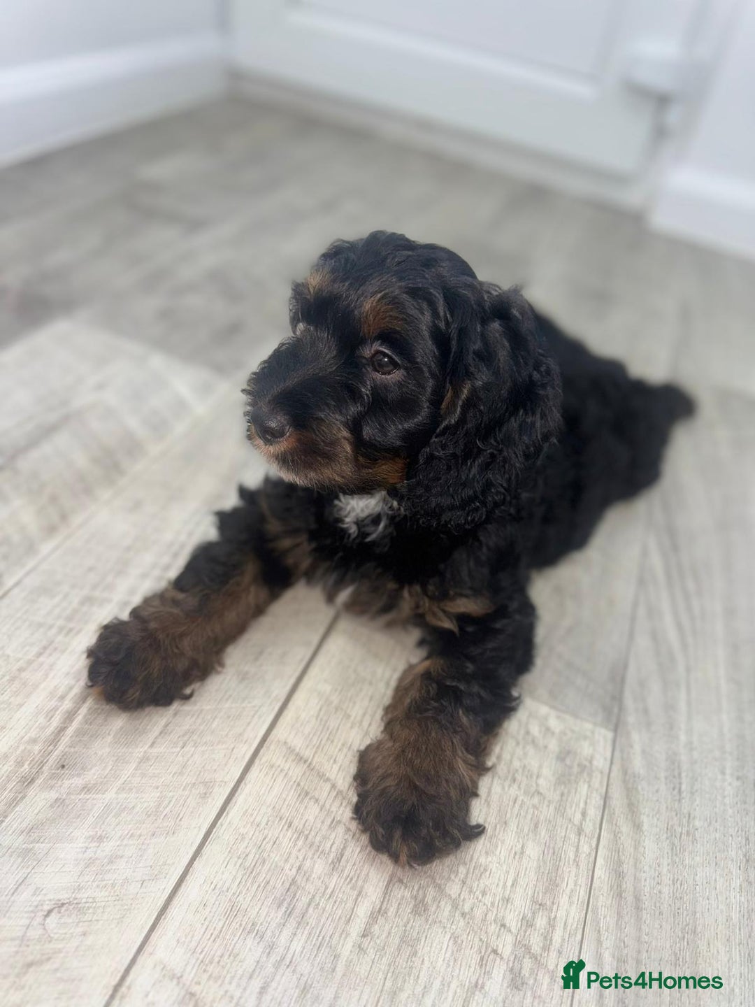 Cockapoo dogs for sale: Beautiful Cockapoo Puppies  - Image 11