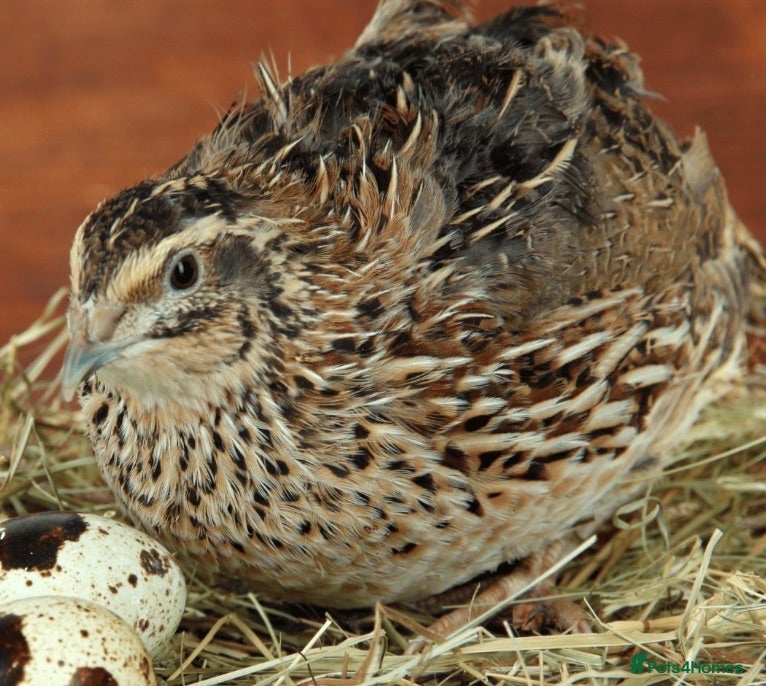 Quail poultry X4 Quail - Advert 6