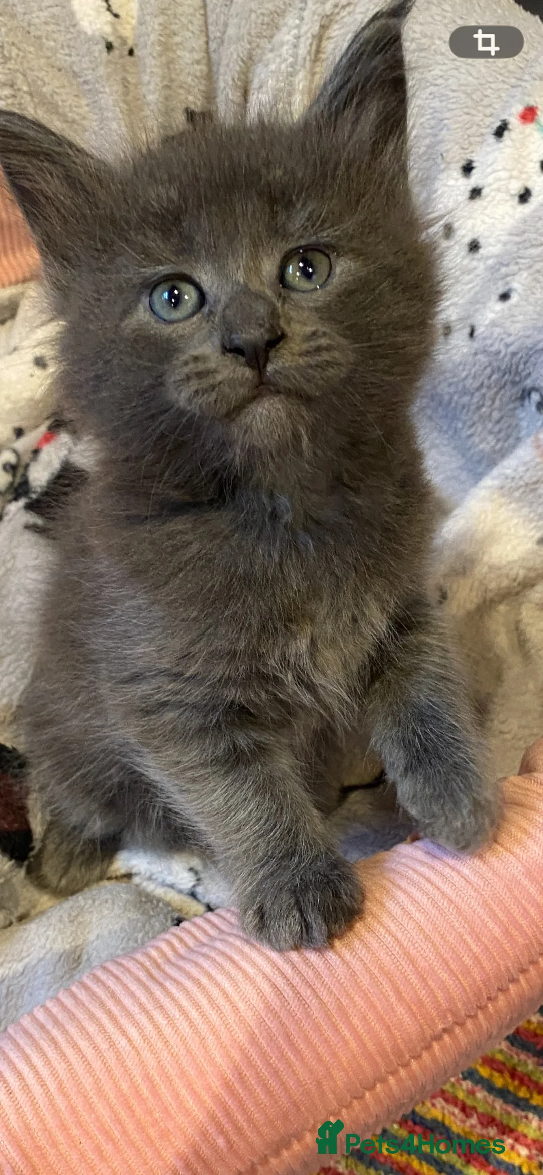 Maine Coon cats for sale: Stunning bundles of fluff and mischief - Advert 2
