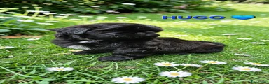 Shih Tzu Puppy 2