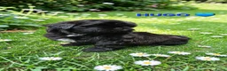 Shih Tzu dogs for sale: RARE BLACK STANDARD SHIH TZU WITH BLUE  SKIN - Advert 30