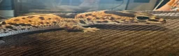 Gecko reptiles for sale: Oreo  female african fat tail - Advert 4