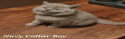 British Shorthair cats for sale: ⭐️ Exceptional GCCF registered kittens ⭐️ in Abertillery - Advert 10