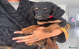 Labradoodle dogs for sale: Miniature labradoodle puppies F1B ready now  - Image 2