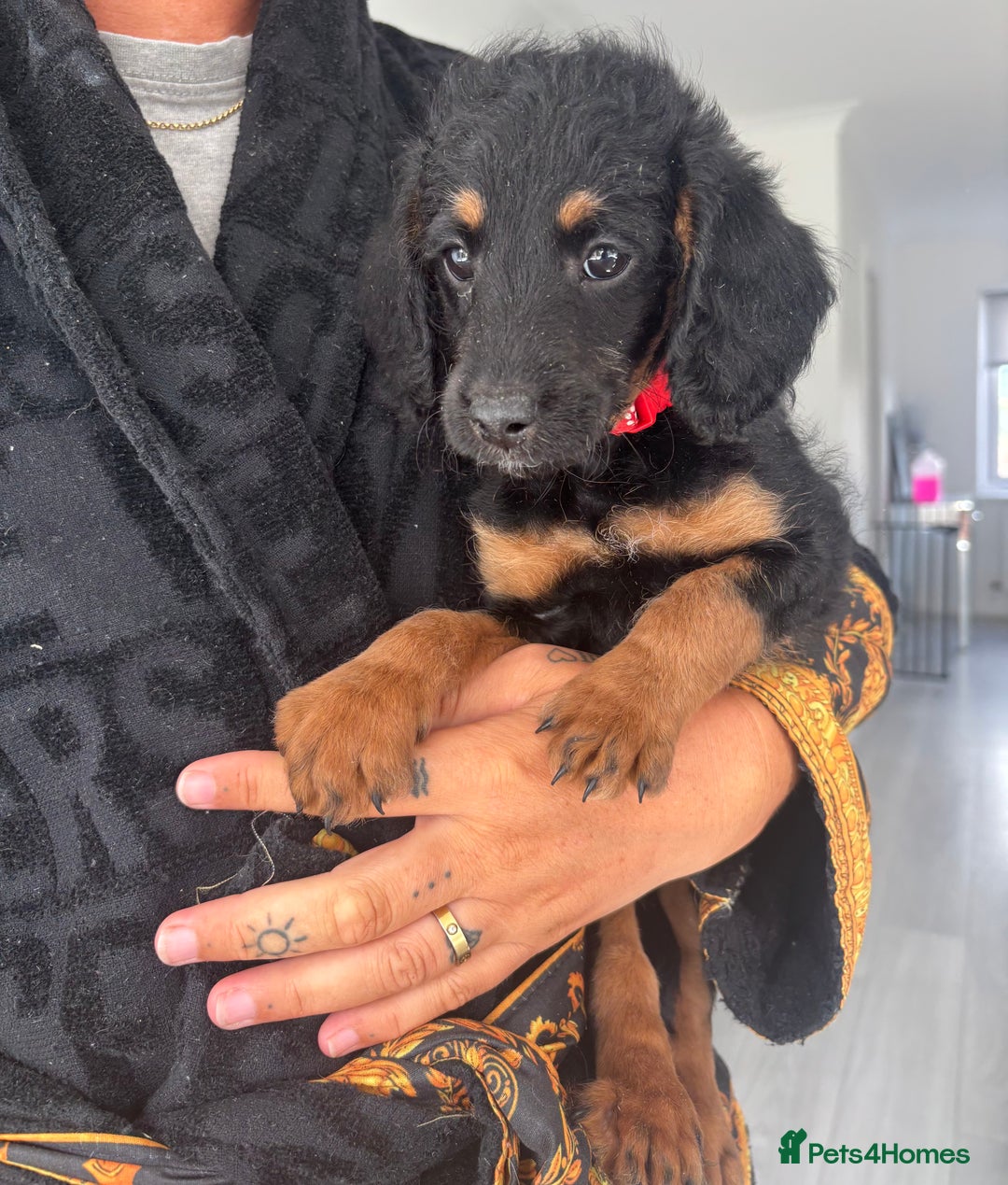 Labradoodle dogs for sale: Miniature labradoodle puppies F1B ready now  - Image 2