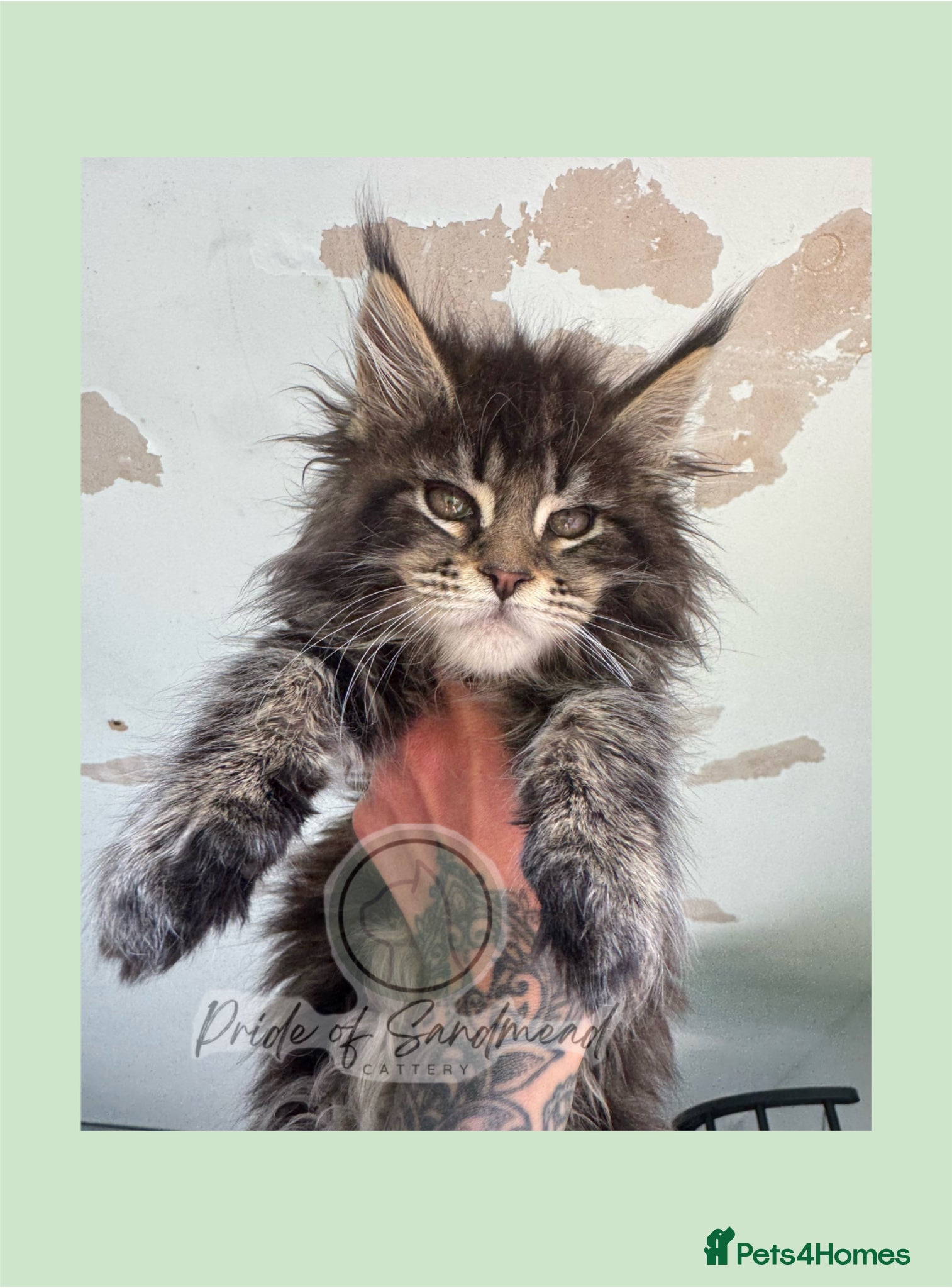 Maine Coon cats Russian Import Health Tested Loved Kittens - Advert 15