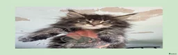 Maine Coon cats for sale: Russian Import Health Tested Loved Kittens - Advert 3