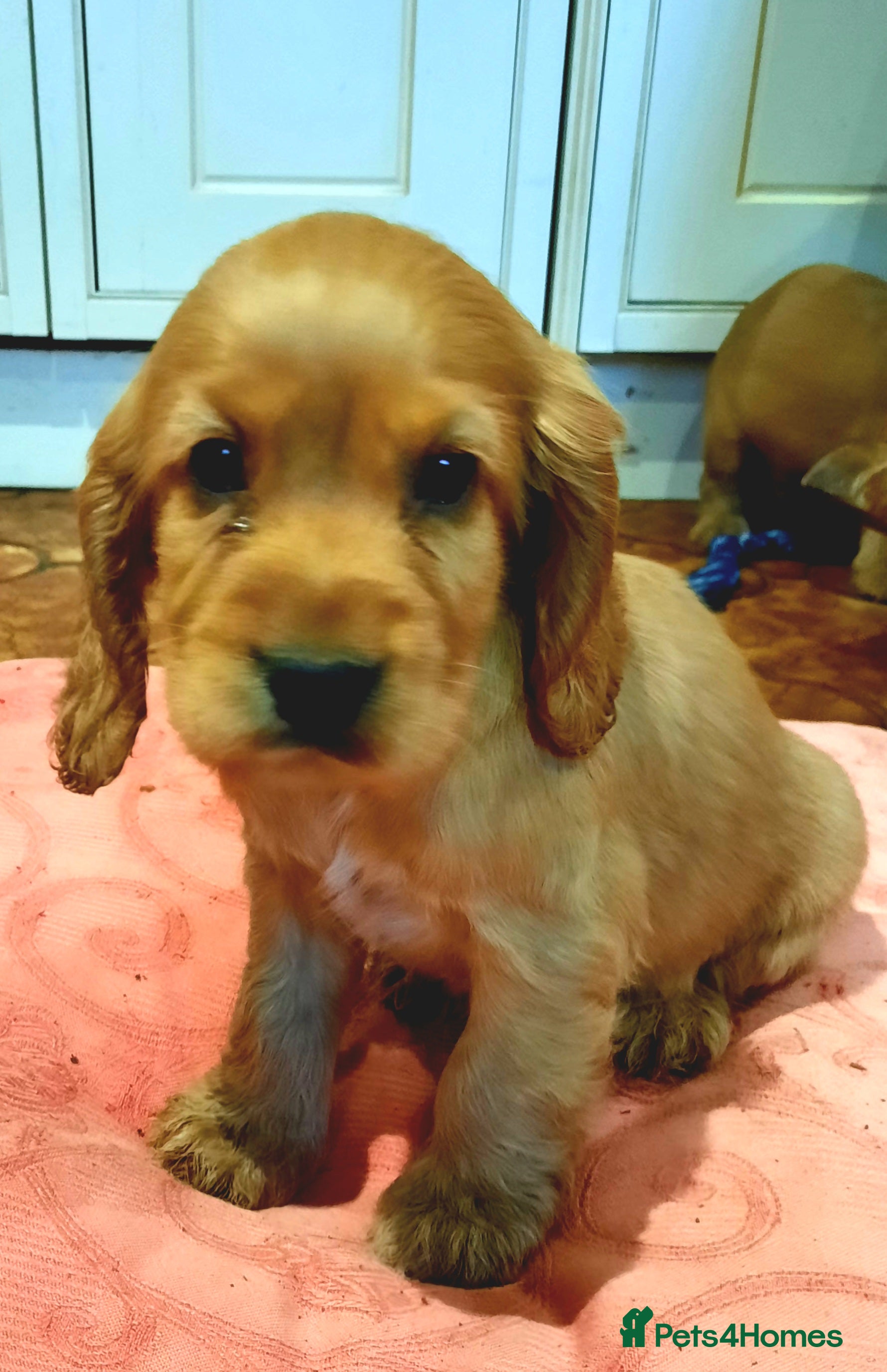 Cocker Spaniel dogs Golden cocker spaniel  - Advert 14