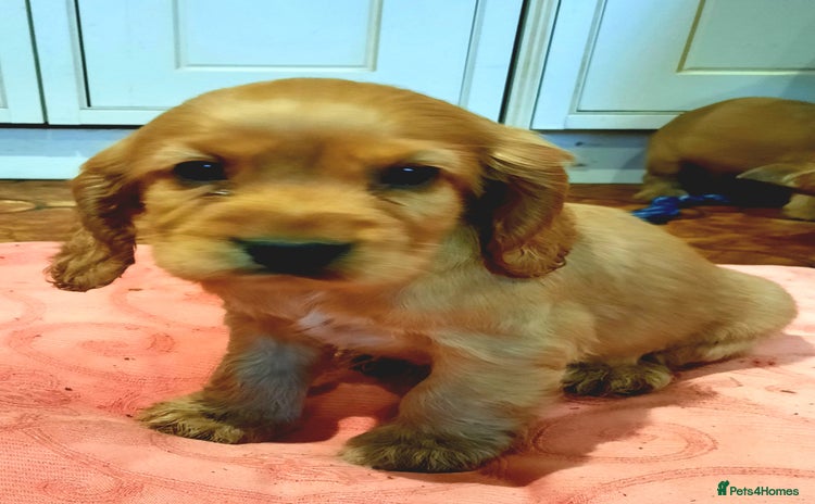 Cocker Spaniel dogs Golden cocker spaniel  - Advert 9