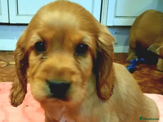 Cocker Spaniel dogs Golden cocker spaniel - Advert 6