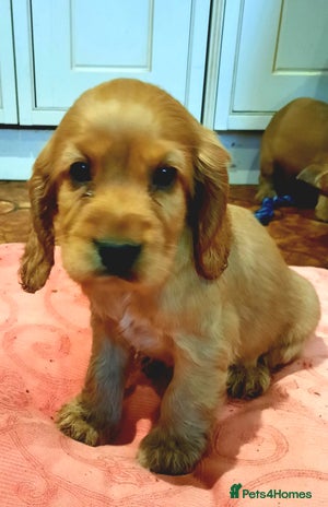 Cocker Spaniel dogs Golden cocker spaniel - Advert 15