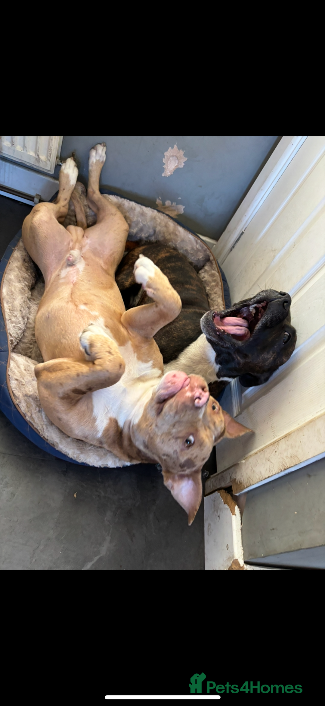 Staffordshire Bull Terrier dogs for sale: Staffy x puppy’s for sale  - Advert 6