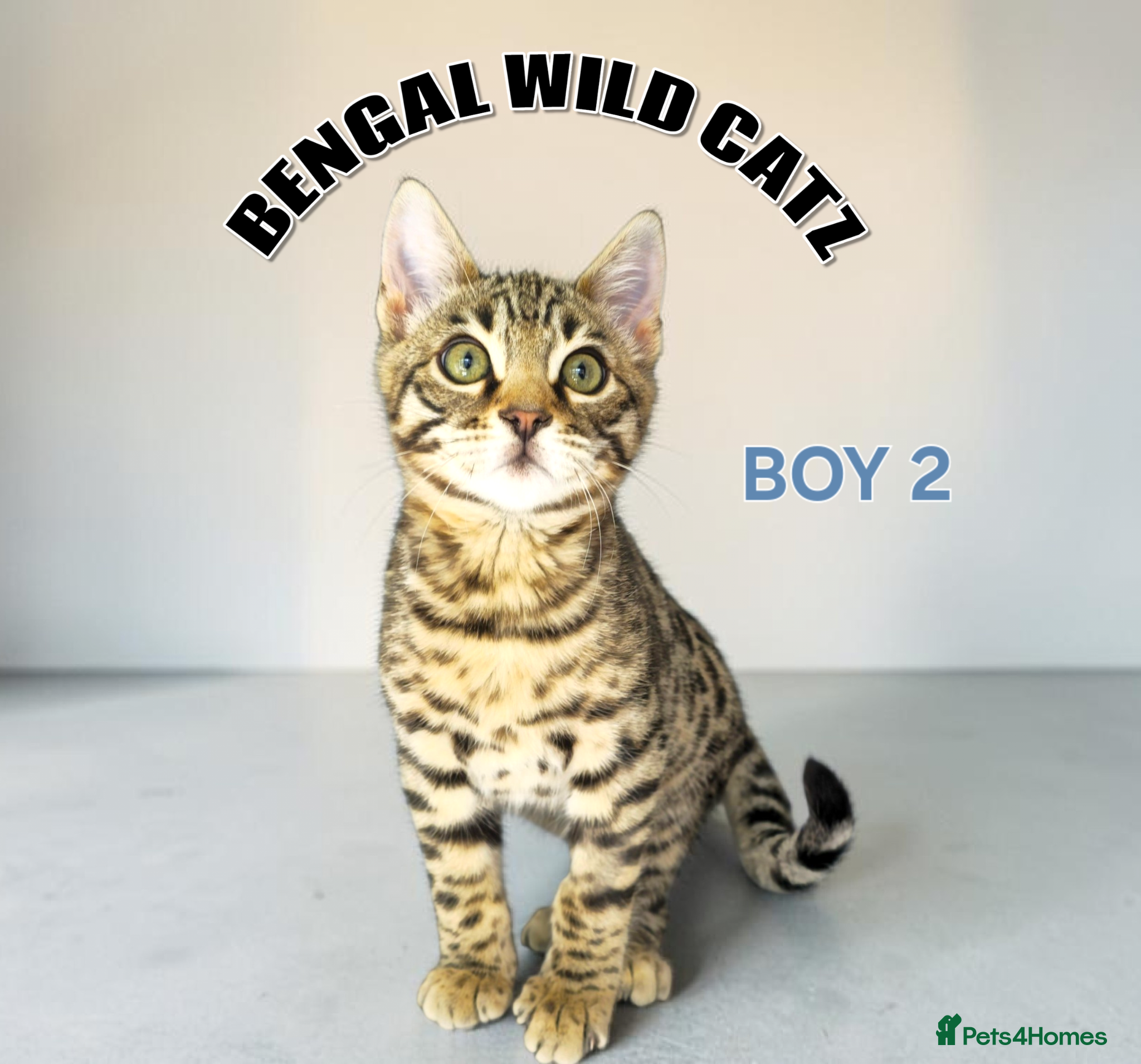 Bengal cats for sale: 4 bengal boys ready to leave now - Advert 13