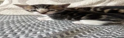 Mixed Breed cats for sale: Stunning kittens ♥️🐱🐱🐱 - Advert 7